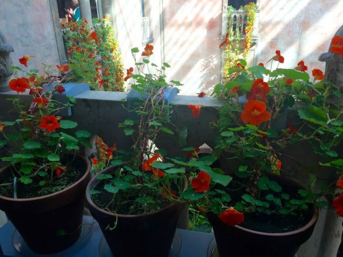 boston museums isabella stewart gardner hanging nasturtiums pots